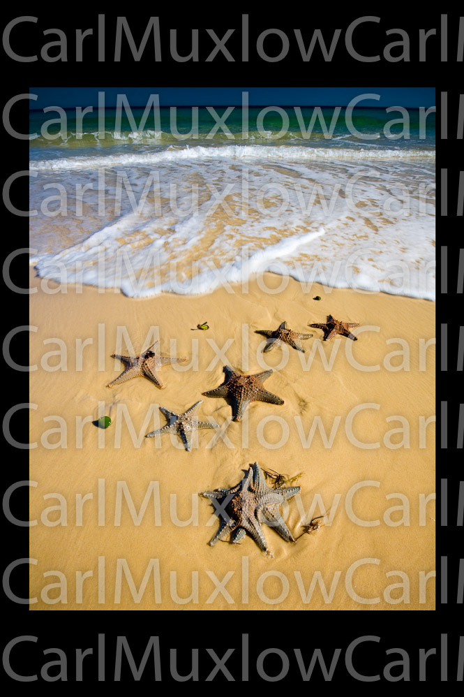 1starfish