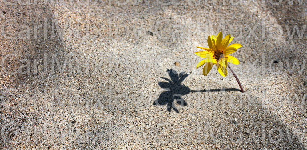 SandFlower
