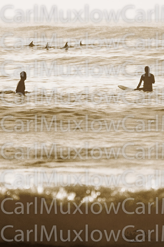 Surfers&Dolphins22
