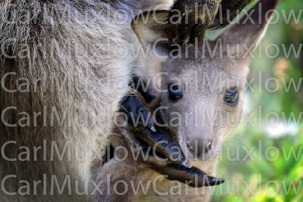 Wallabi 2