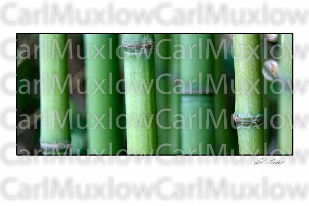 bamboo