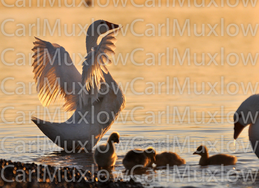 birds