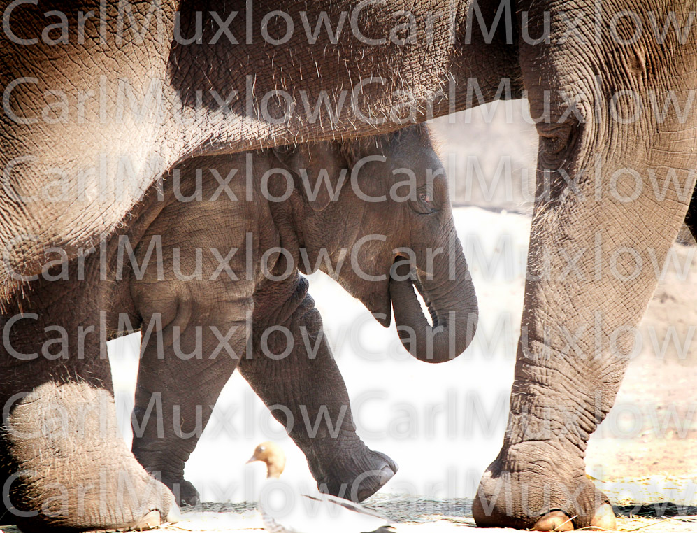 elephant