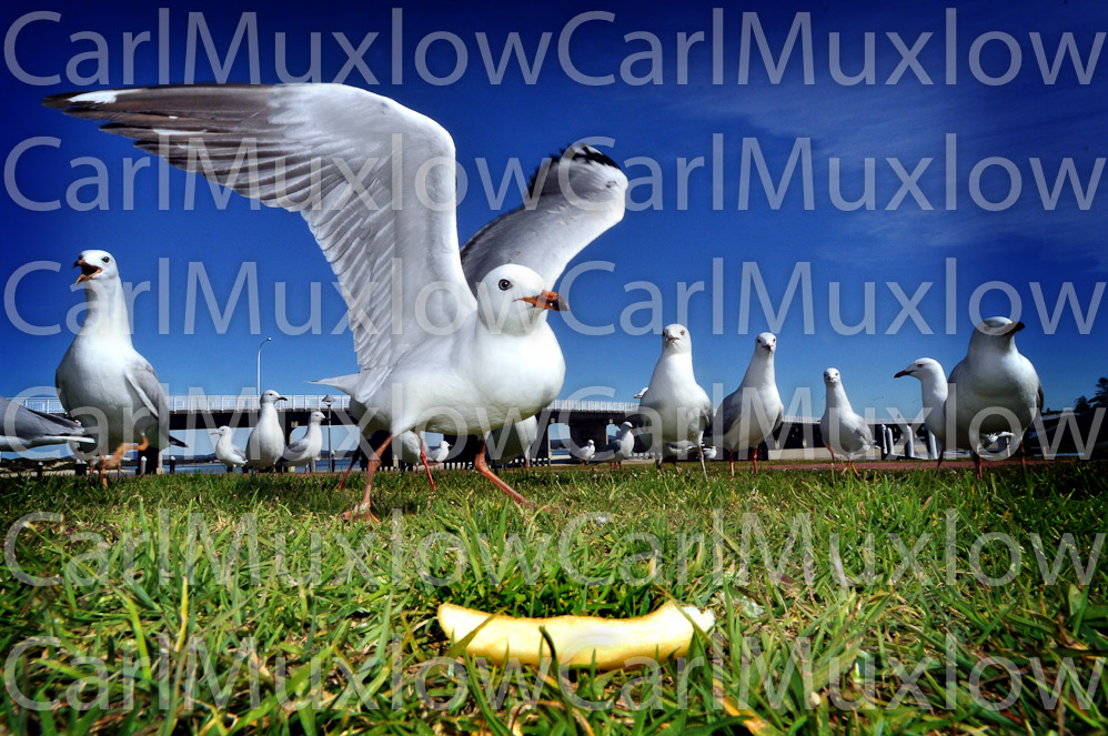 gull