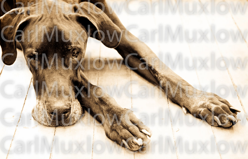 lonely dog