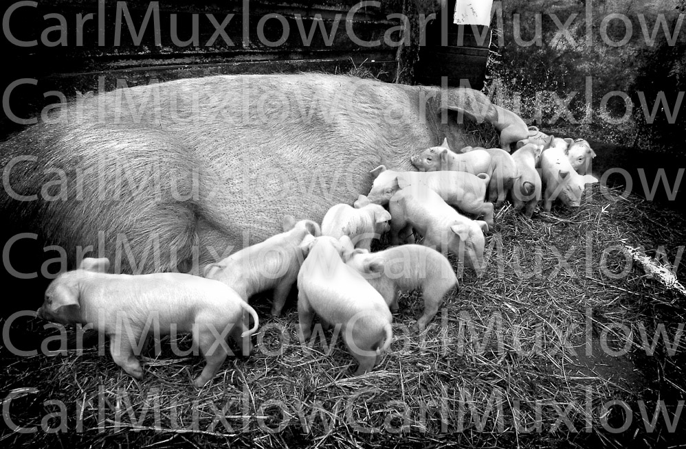 pigs